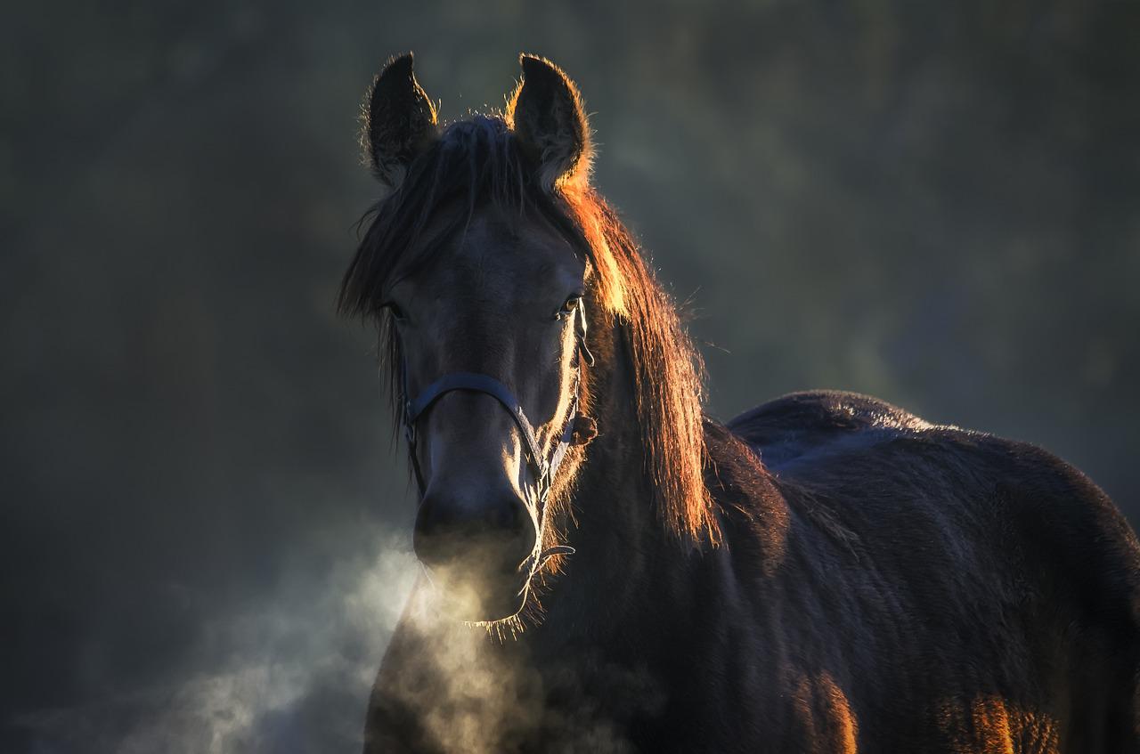 The blind horse