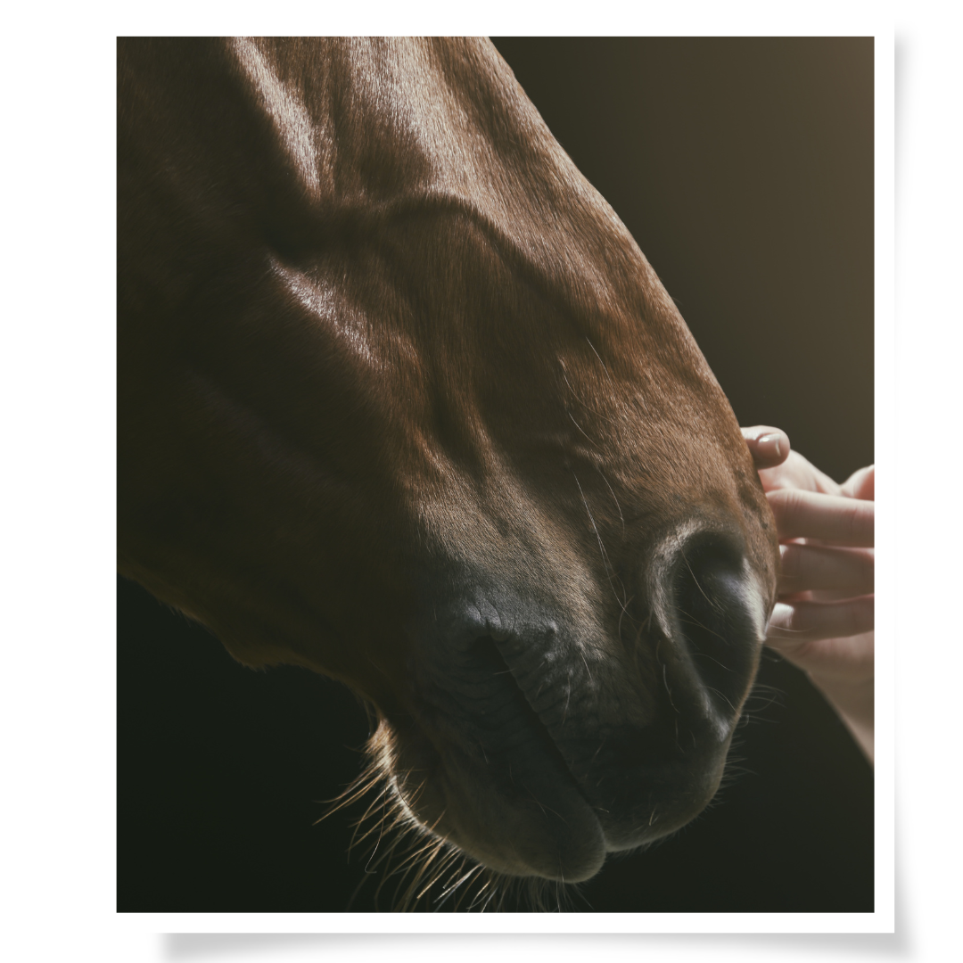Cornerstone Horse Retreats (2)