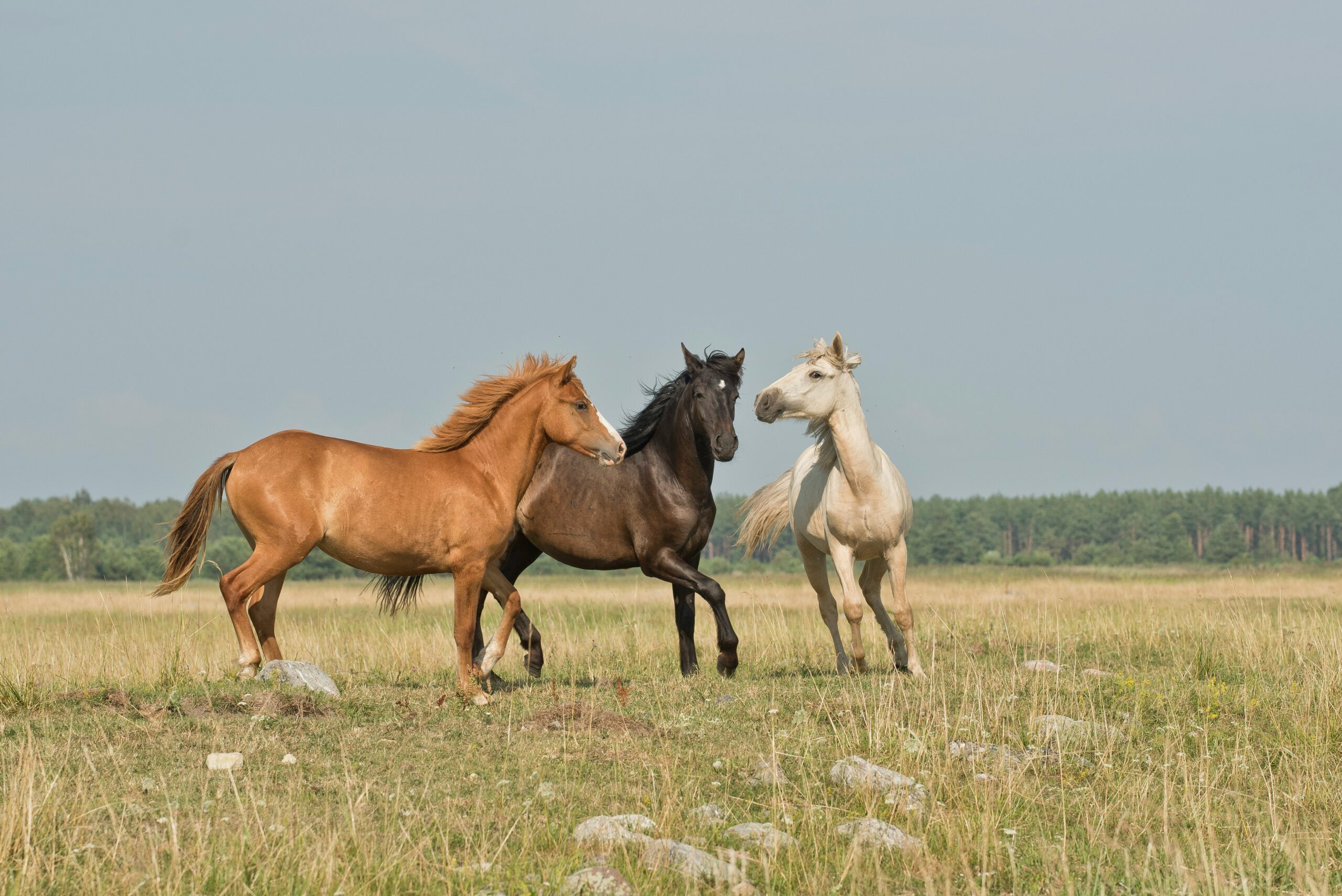 annika-treial-e4WUwbcur7Y-unsplash